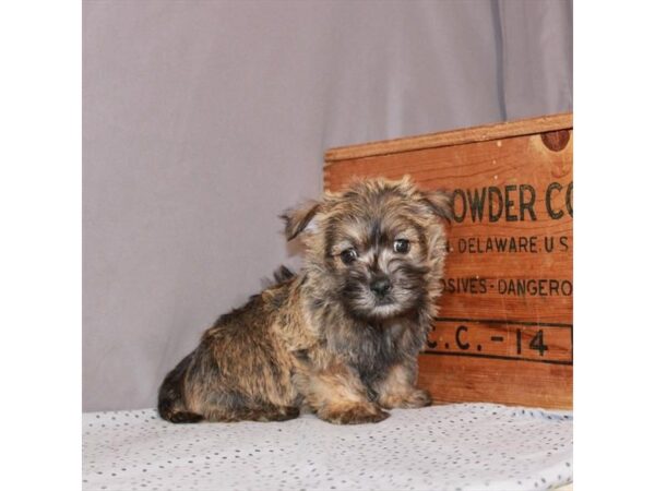 Cairn Terrier-DOG-Male-Wheaten-23463-Petland Las Vegas, Nevada