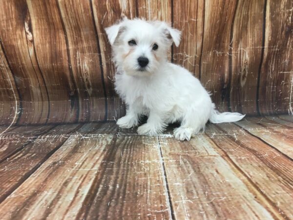 West Highland White Terrier DOG Male White 23445 Petland Las Vegas, Nevada