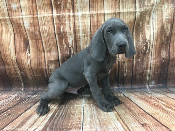 Weimaraner DOG Male Blue 23444 Petland Las Vegas, Nevada