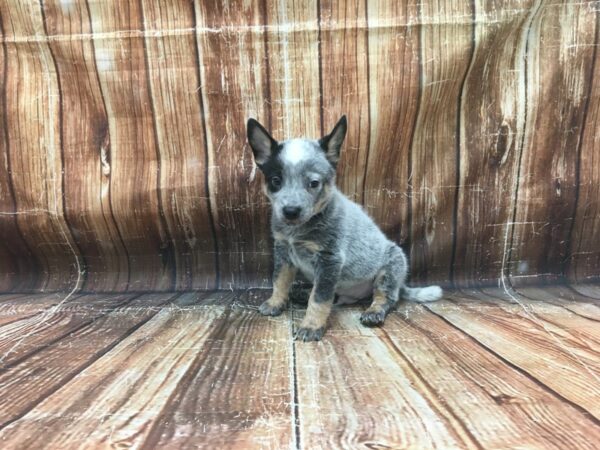 Australian Cattle Dog DOG Male Blue 23438 Petland Las Vegas, Nevada