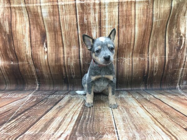 Australian Cattle Dog DOG Female Blue 23437 Petland Las Vegas, Nevada