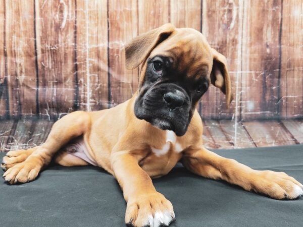 Boxer DOG Male Fawn 23440 Petland Las Vegas, Nevada