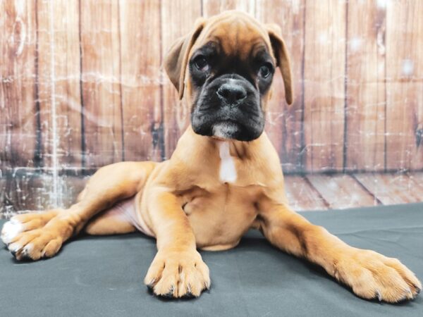 Boxer DOG Female Fawn 23439 Petland Las Vegas, Nevada