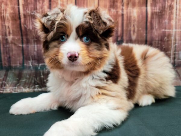 Miniature Australian Shepherd/Toy Australian Shepherd-DOG-Male-Red Merle-23461-Petland Las Vegas, Nevada