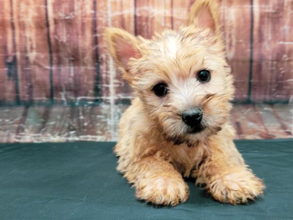 Cairn Terrier DOG Female Wheaten 23462 Petland Las Vegas, Nevada