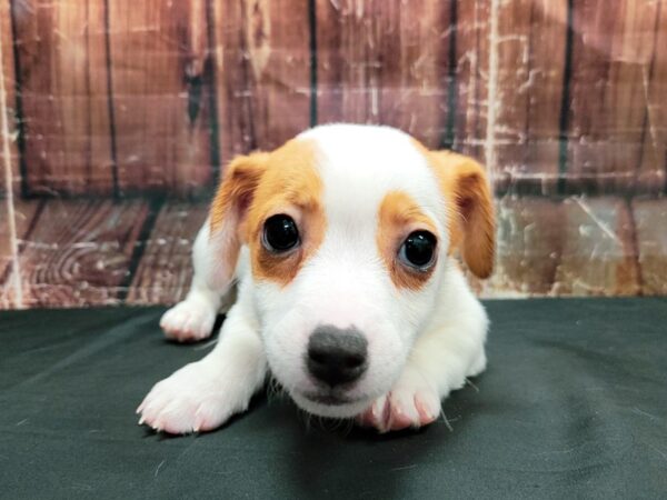 Jack Russell Terrier DOG Male White / Red 23477 Petland Las Vegas, Nevada