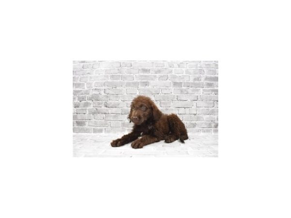 Chesapeake Bay Retriever/Standard Poodle-DOG-Female-Brown-23484-Petland Las Vegas, Nevada