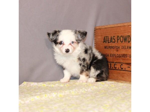 Australian Shepherd/Miniature Australian Shepherd-DOG-Female-Blue Merle-23491-Petland Las Vegas, Nevada