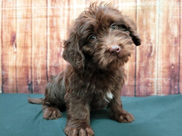 Labrador Retriever/Poodle DOG Male Chocolate 23511 Petland Las Vegas, Nevada