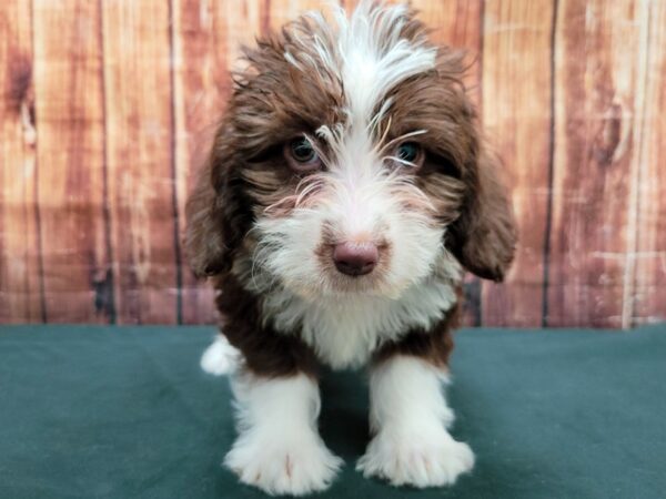 Labrador Retriever/Poodle DOG Female Chocolate 23510 Petland Las Vegas, Nevada