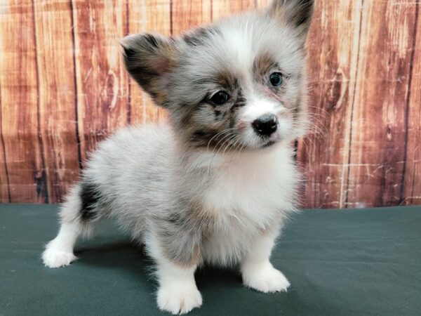 Pembroke Welsh Corgi/Pomeranian DOG Female Blue Merle White / Tan 23503 Petland Las Vegas, Nevada