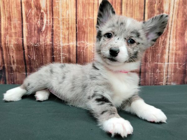 Pembroke Welsh Corgi/Pomeranian DOG Female Blue Merle 23505 Petland Las Vegas, Nevada