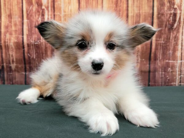 Pembroke Welsh Corgi/Pomeranian DOG Female Blue Merle White / Tan 23504 Petland Las Vegas, Nevada