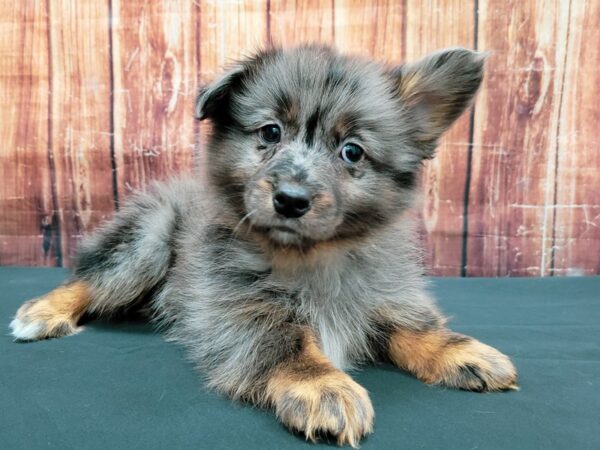 Pembroke Welsh Corgi/Pomeranian DOG Male Blue Merle White / Tan 23502 Petland Las Vegas, Nevada