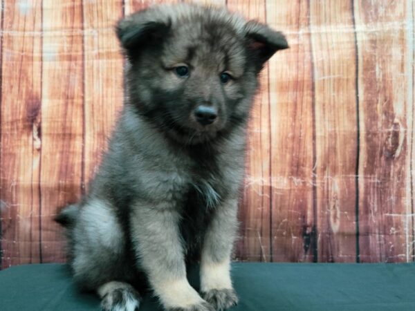 Keeshond DOG Male Black / Silver 23499 Petland Las Vegas, Nevada