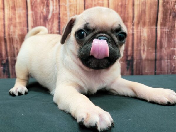 Pug DOG Male Fawn 23494 Petland Las Vegas, Nevada