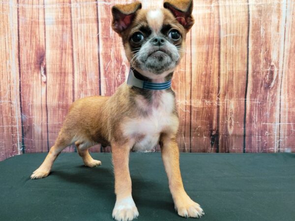 Brussels Griffon-DOG-Male-Red-23492-Petland Las Vegas, Nevada