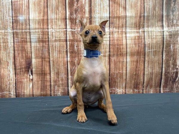 Miniature Pinscher DOG Male Red 23535 Petland Las Vegas, Nevada