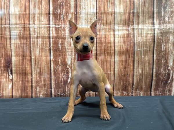 Miniature Pinscher DOG Female Red 23534 Petland Las Vegas, Nevada