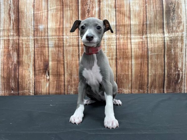 Italian Greyhound DOG Female Blue 23532 Petland Las Vegas, Nevada