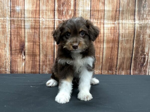 Poodle/Toy Australian Shepherd-DOG-Male-Chocolate / Tan-23528-Petland Las Vegas, Nevada