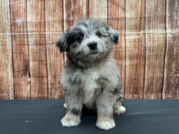 Poodle/Toy Australian Shepherd-DOG-Male-Blue Merle-23527-Petland Las Vegas, Nevada