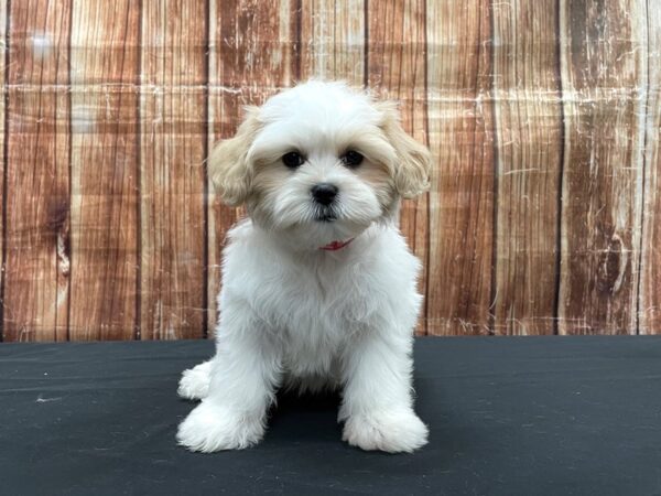 Shih Tzu/Poodle DOG Female White / Apricot 23526 Petland Las Vegas, Nevada