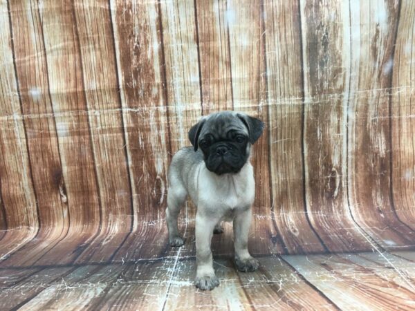 2nd Gen Puggle-DOG-Female-Fawn-23520-Petland Las Vegas, Nevada