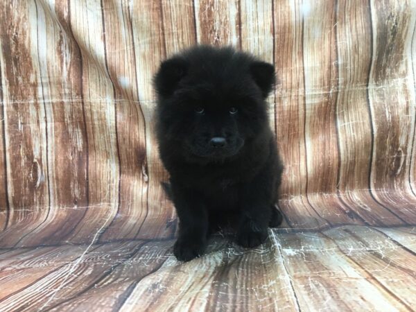 Chow Chow DOG Female Black 23516 Petland Las Vegas, Nevada