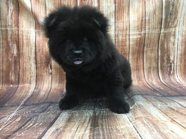 Chow Chow DOG Male Black 23517 Petland Las Vegas, Nevada