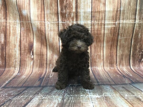 F1B Aussiedoodle DOG Female Brown 23515 Petland Las Vegas, Nevada