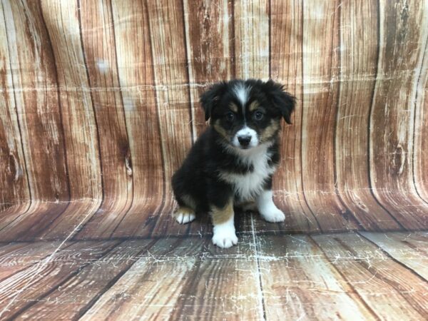 Miniature American Shepherd DOG Male Black 23519 Petland Las Vegas, Nevada