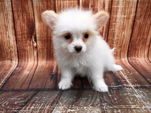 Chihuahua/Maltese DOG Female White / Cream 23565 Petland Las Vegas, Nevada