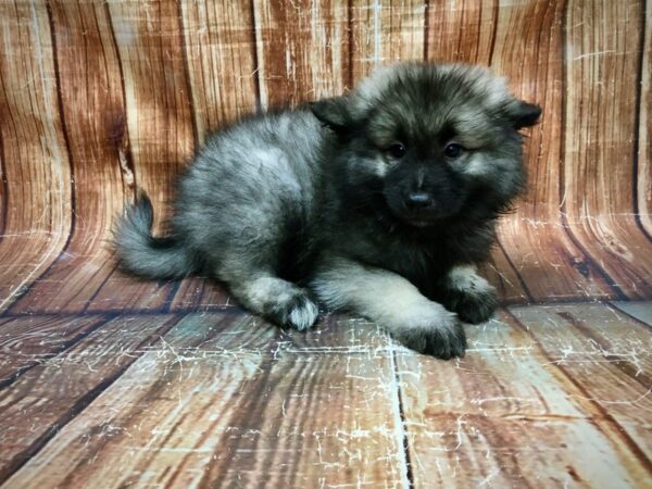 Keeshond-DOG-Female-Black / Silver-23564-Petland Las Vegas, Nevada