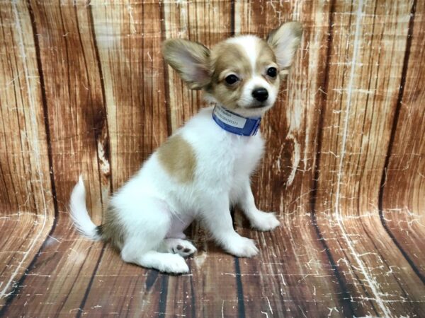 Papillon DOG Male White / Sable 23559 Petland Las Vegas, Nevada