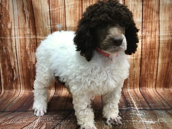 Standard Poodle DOG Female White / Chocolate 23562 Petland Las Vegas, Nevada