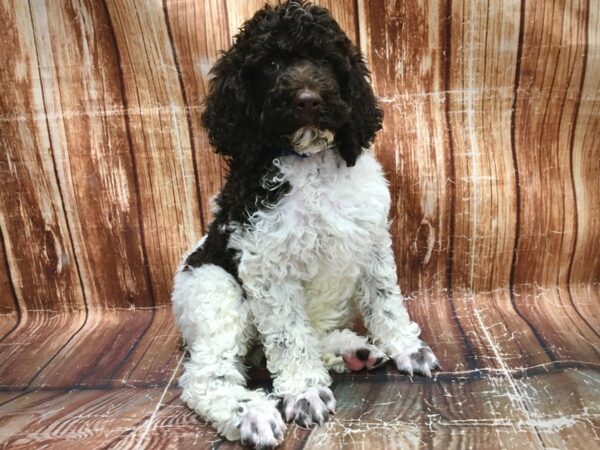 Standard Poodle DOG Male White / Chocolate 23563 Petland Las Vegas, Nevada