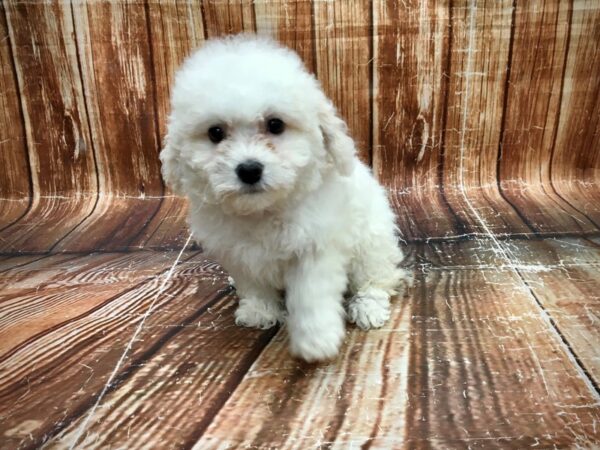 Bichon Frise DOG Female White 23548 Petland Las Vegas, Nevada