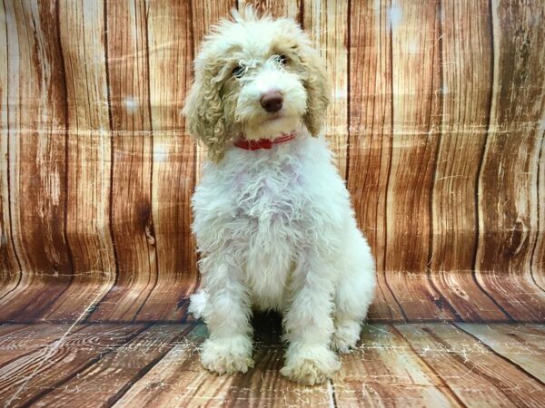 Standard Poodle DOG Female Cream and White 23550 Petland Las Vegas, Nevada