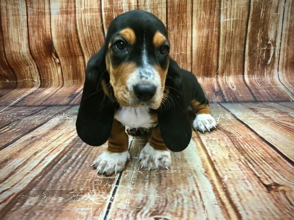 Basset Hound DOG Female Black Tan and White 23575 Petland Las Vegas, Nevada