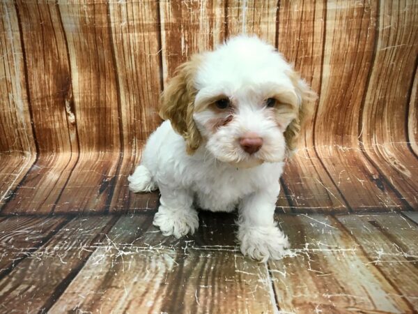 F1B Cockapoo-DOG-Male-Buff and White-23572-Petland Las Vegas, Nevada