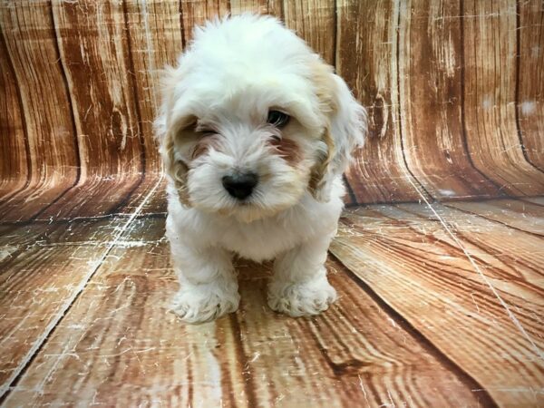 F1B Cockapoo DOG Male Buff and White 23573 Petland Las Vegas, Nevada