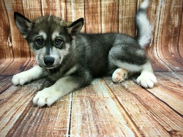 Siberian Husky DOG Male Sable and White 23577 Petland Las Vegas, Nevada