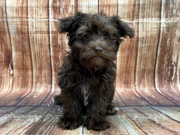 Miniature Schnauzer/Poodle DOG Female Chocolate 23587 Petland Las Vegas, Nevada