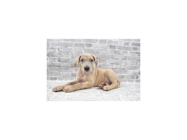 Great Dane DOG Male Fawn 23601 Petland Las Vegas, Nevada