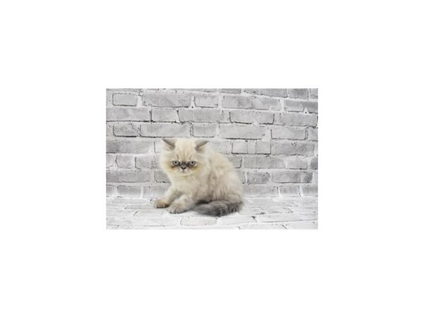 Persian-CAT-Male-Blue-23595-Petland Las Vegas, Nevada