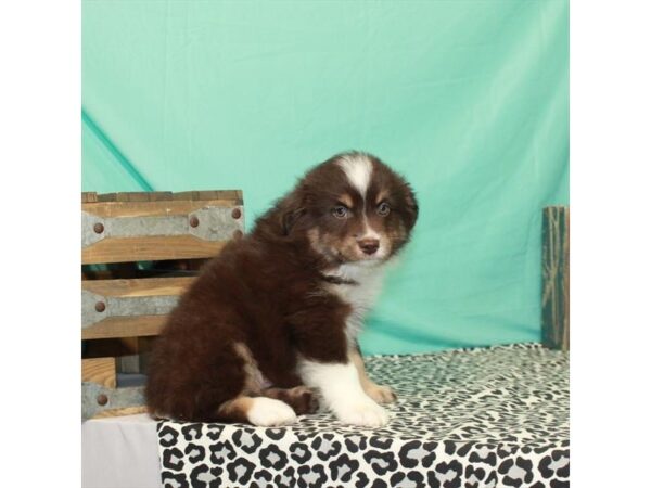 Miniature Australian Shepherd/Toy Australian Shepherd DOG Female Chocolate / Tan 23603 Petland Las Vegas, Nevada