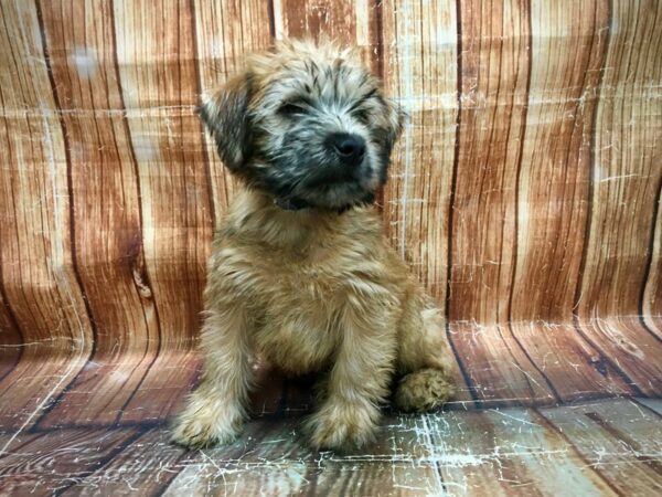 Soft Coated Wheaten Terrier DOG Male Wheaten 23611 Petland Las Vegas, Nevada