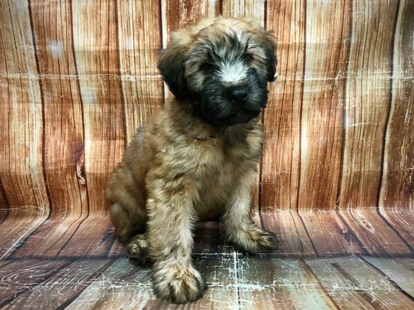 Soft Coated Wheaten Terrier DOG Male Wheaten 23612 Petland Las Vegas, Nevada