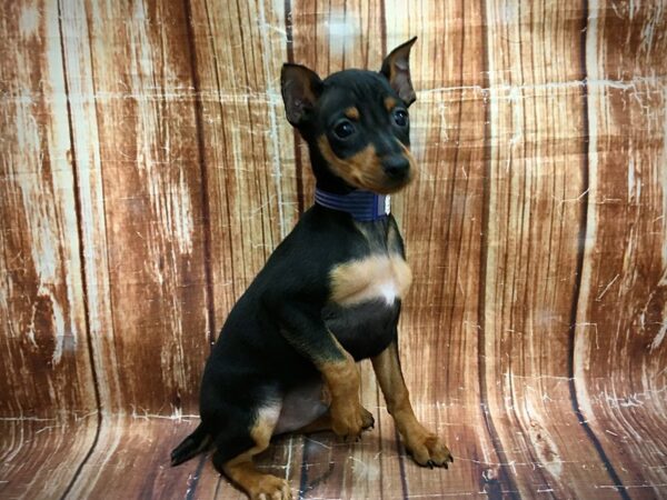 Miniature Pinscher DOG Male Black / Rust 23609 Petland Las Vegas, Nevada